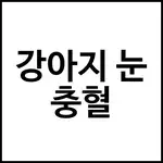 강아지 눈 충혈