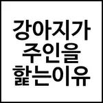 강아지가 주인을 핥는이유